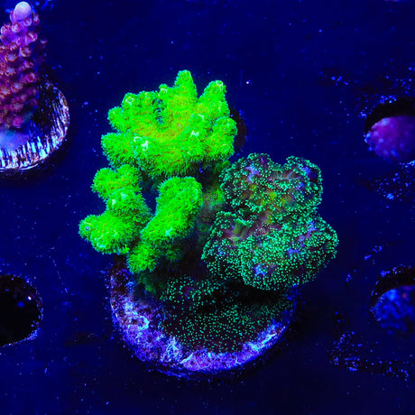 TSA Double Trouble Pocillopora Coral