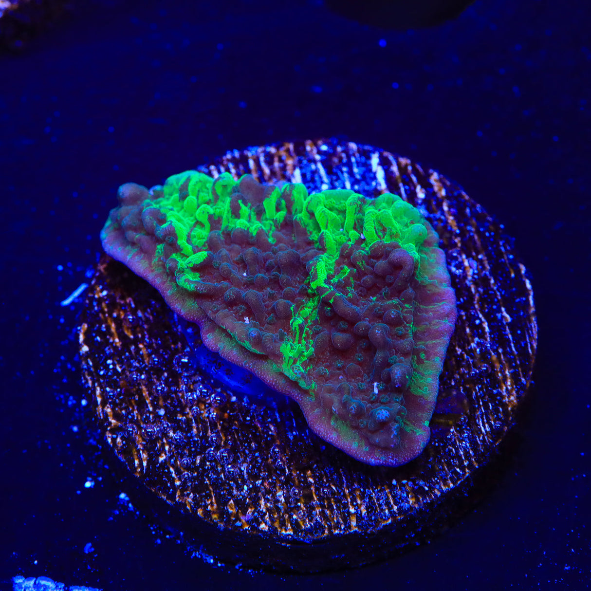 JF Cold Fusion Grafted Montipora Coral - Top Shelf Aquatics