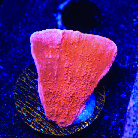 Red Montipora Cap Coral