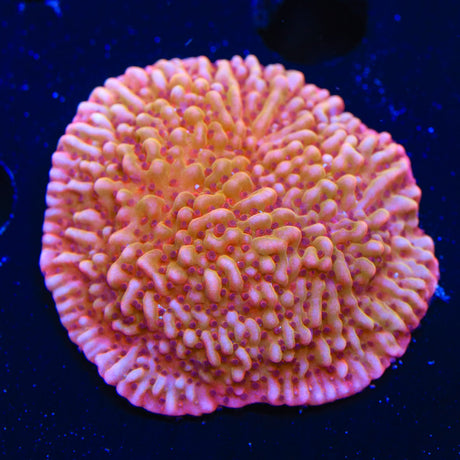 TSA Death Spiral Montipora Coral