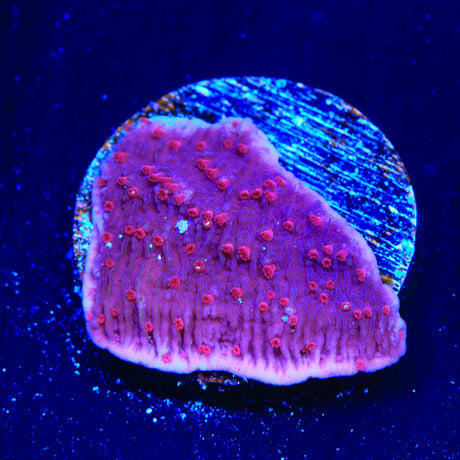 TSA Periwinkle Passion Montipora Cap Coral - (Almost WYSIWYG) - Top Shelf Aquatics 