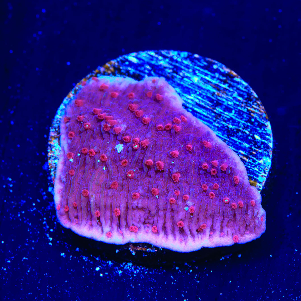 TSA Periwinkle Passion Montipora Cap Coral