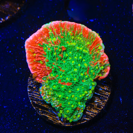 Premium WWC Sunfire Montipora Cap Coral