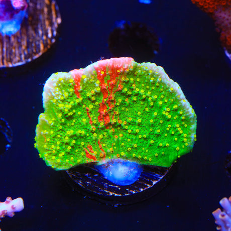 WWC Sunfire Montipora Cap Coral