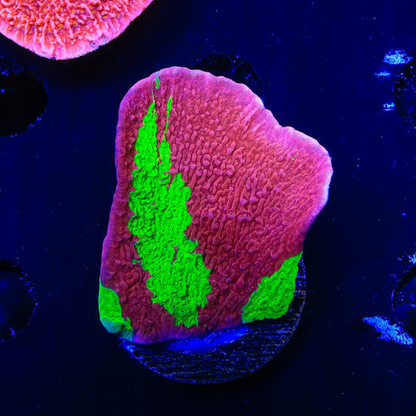 TSA Nuclear Fusion Montipora Cap Coral