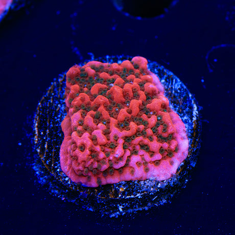 WWC Cherry Tree Montipora Coral