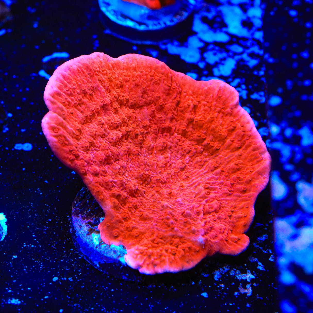 Red Montipora Cap Coral - Top Shelf Aquatics
