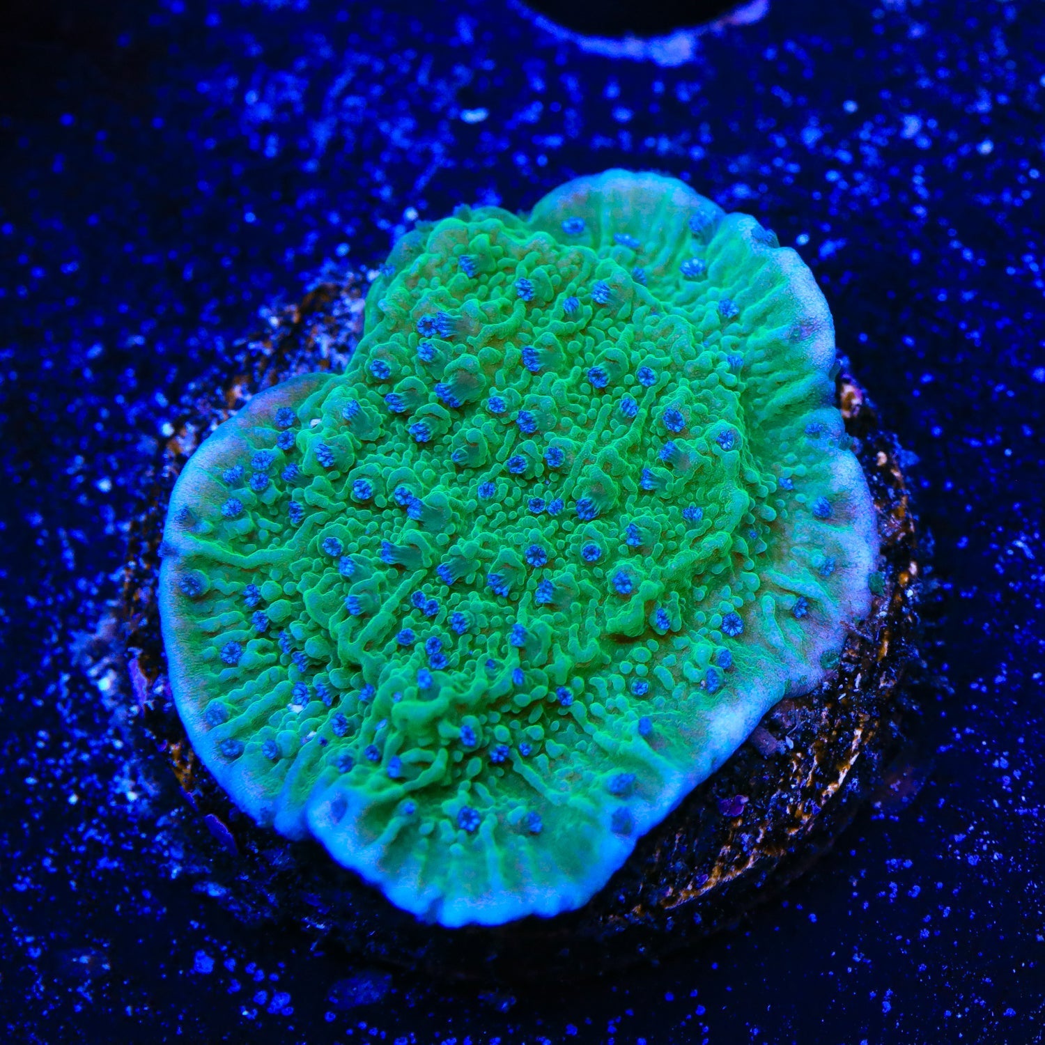 TSA Blueberry Fields Montipora Coral