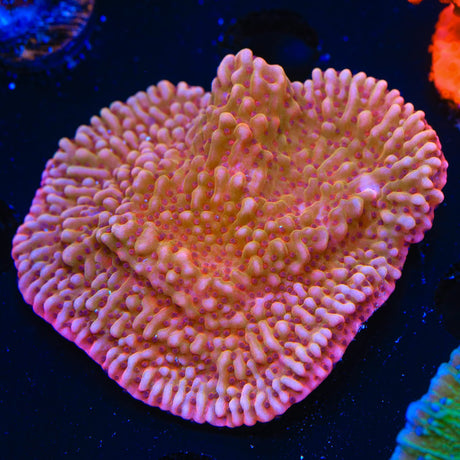 TSA Death Spiral Montipora Coral