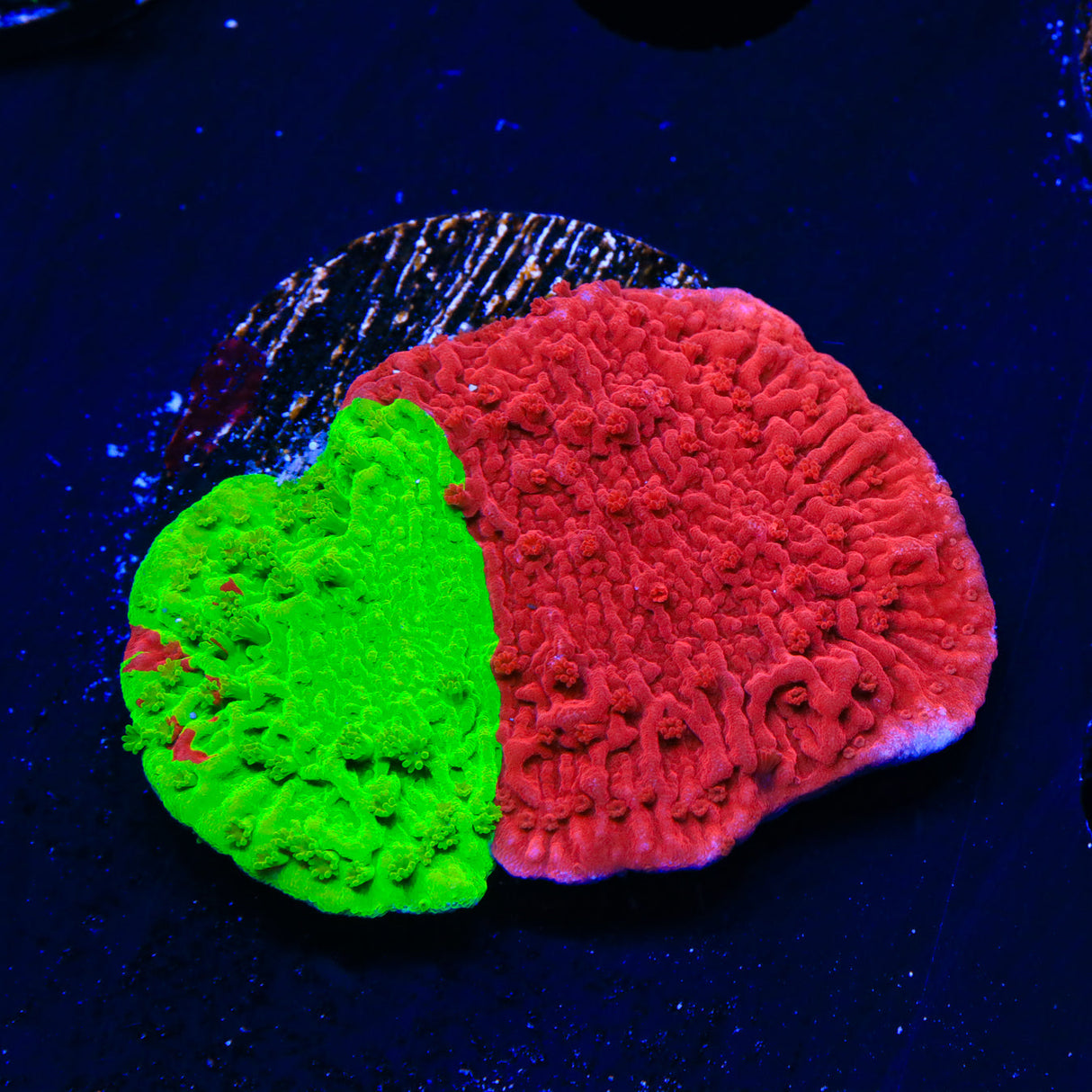 TSA Nuclear Fusion Montipora Cap Coral - Top Shelf Aquatics