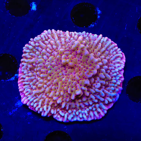 TSA Death Spiral Montipora Coral