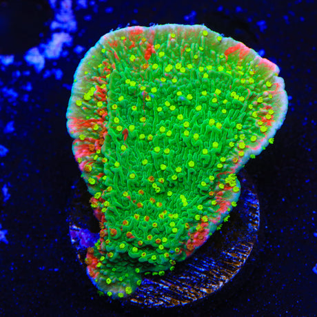 WWC Sunfire Montipora Cap Coral