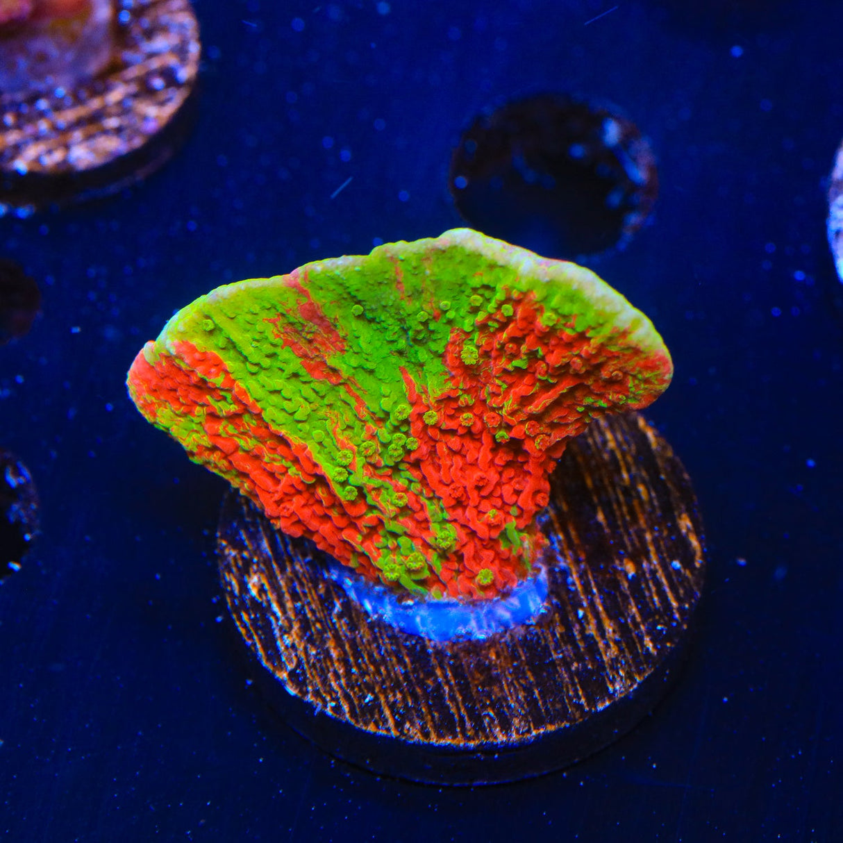 Premium WWC Grafted Monti Cap Coral