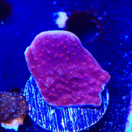 TSA Periwinkle Passion Montipora Cap Coral