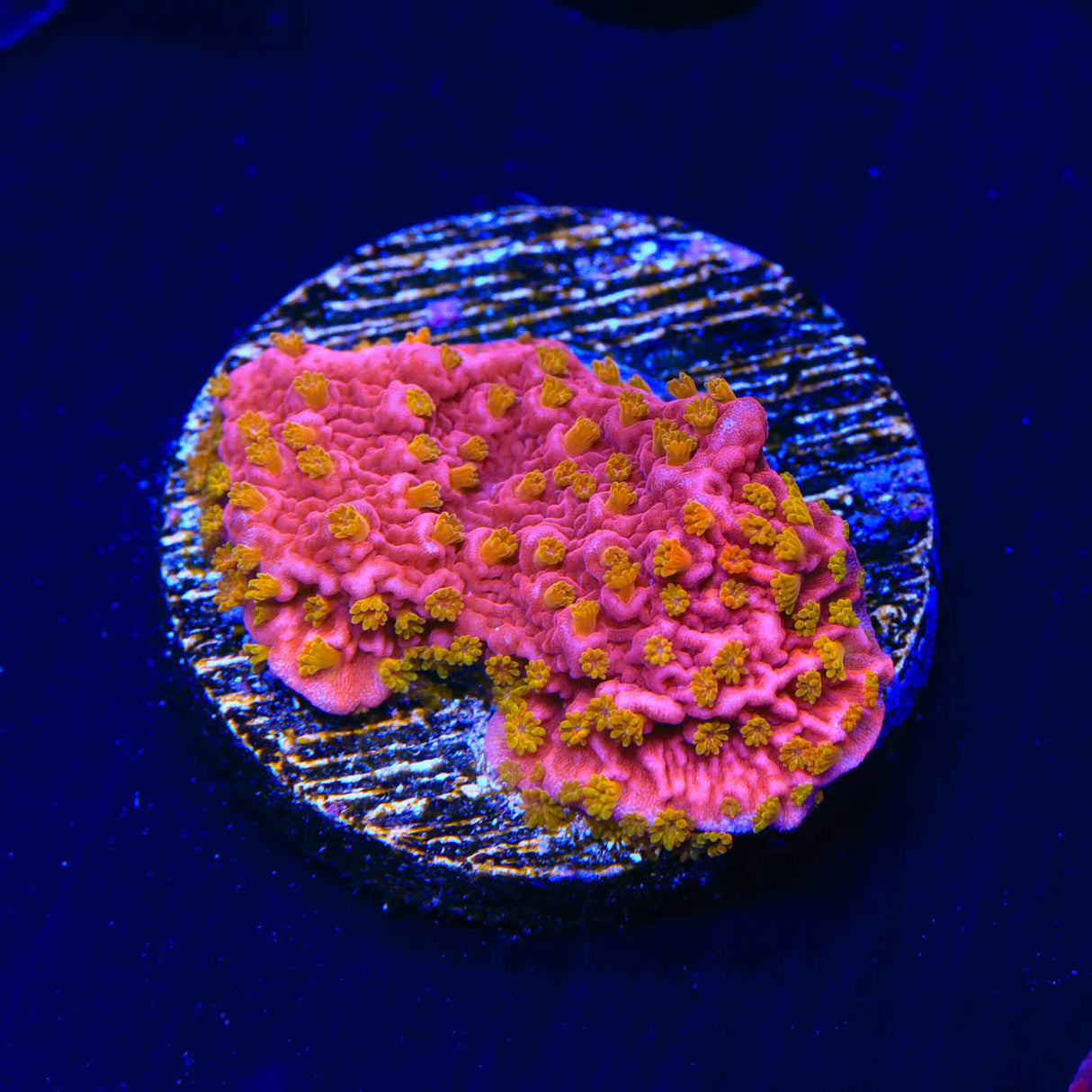 Reeftech Starburst Montipora Cap Coral - Top Shelf Aquatics
