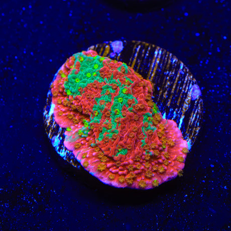 WWC Sunfire Montipora Cap Coral