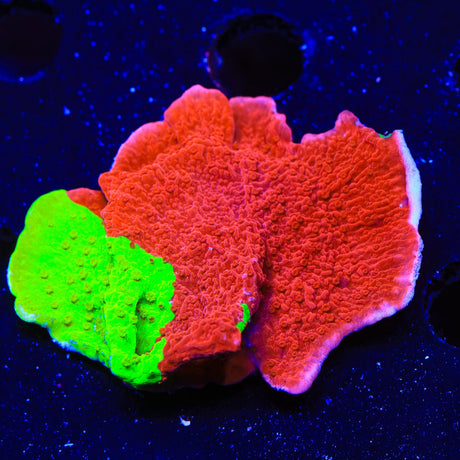 TSA Nuclear Fusion Montipora Cap Coral