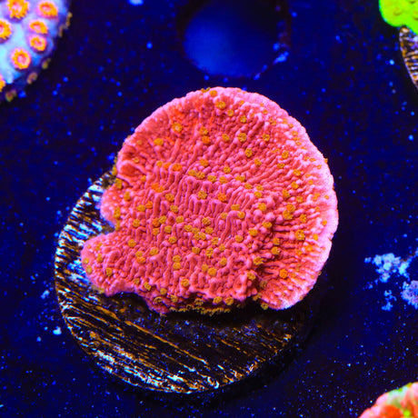 Reeftech Starburst Montipora Cap Coral