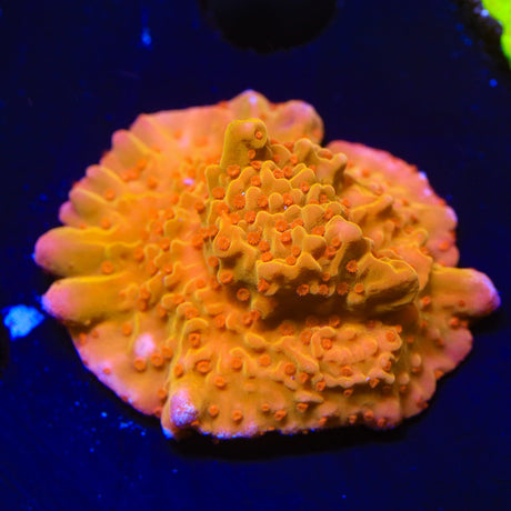 TSA Orange Peel Setosa Montipora Coral