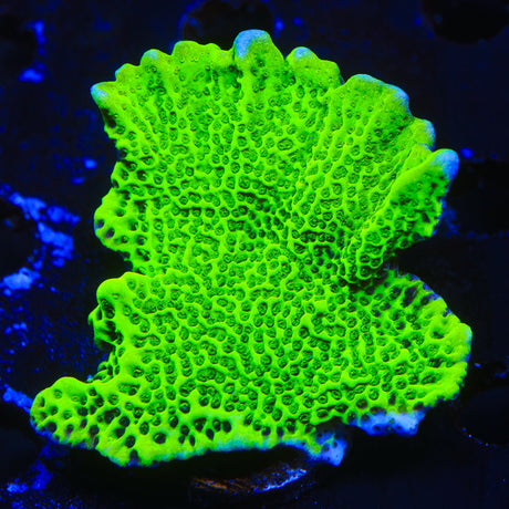 ORA Green Spongodes Montipora Coral