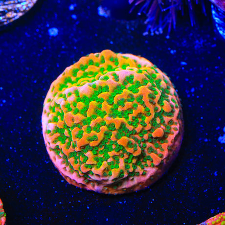 TSA Sugar High Montipora Coral