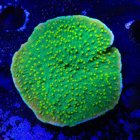 TSA Jolly Rancher Montipora Cap Coral