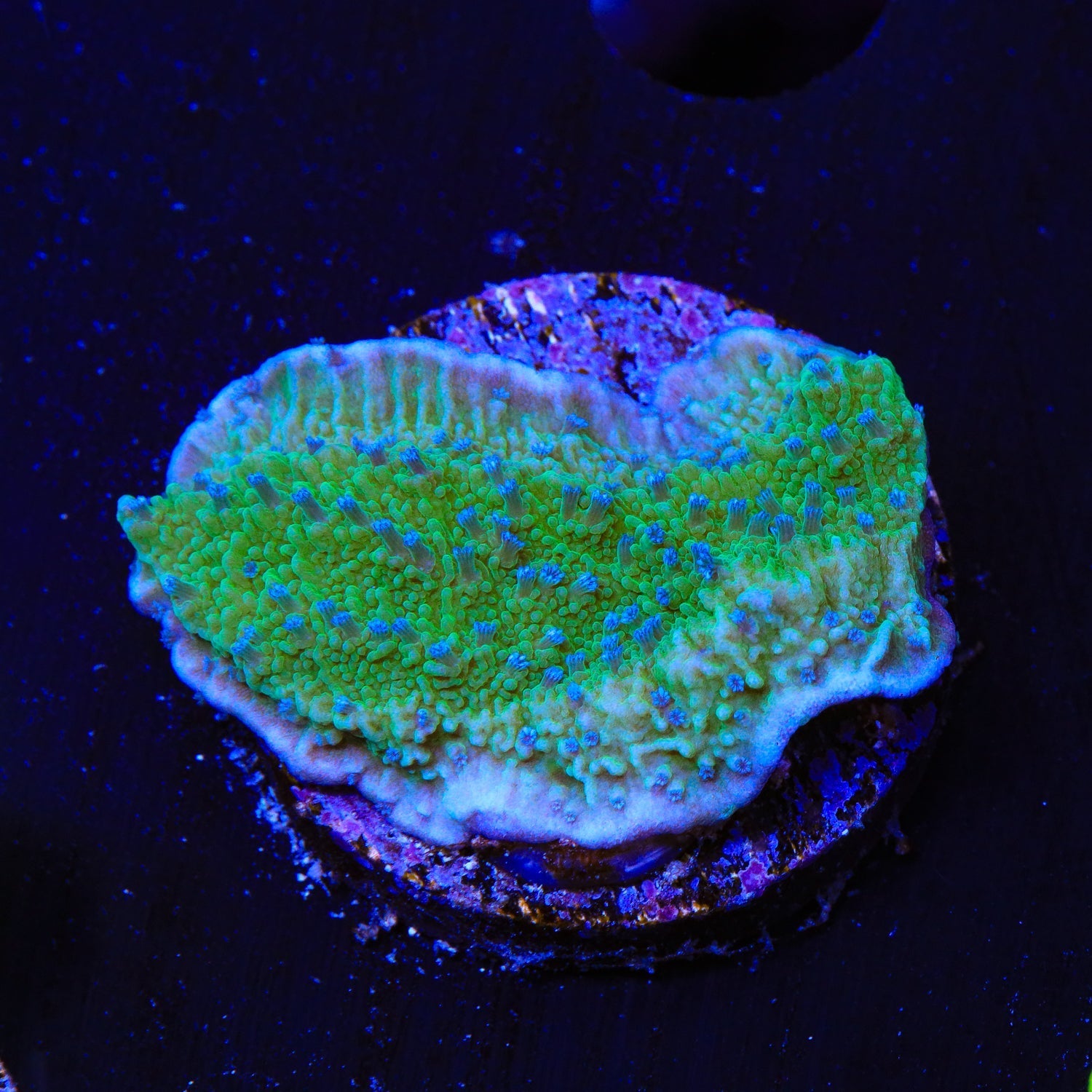 TSA Blueberry Fields Montipora Coral