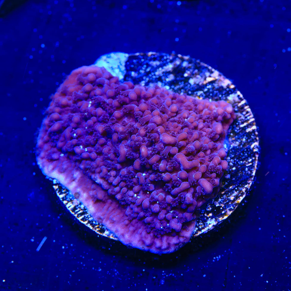 TSA Purple Montipora Cap Coral