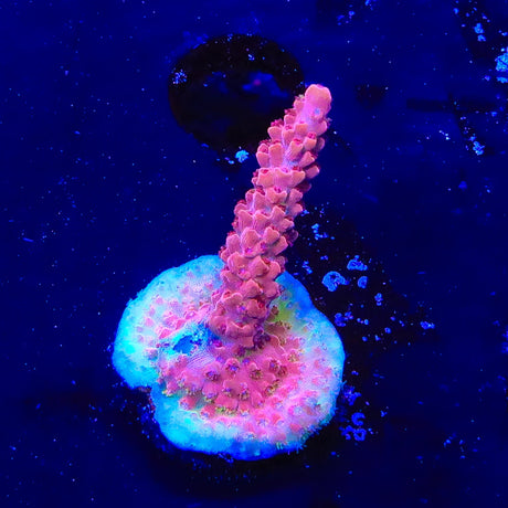 CB Maleficent Acropora Coral