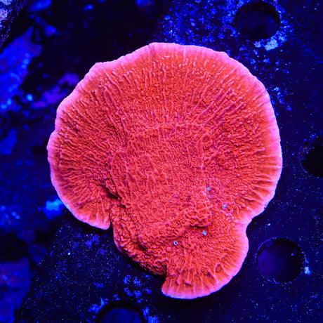 Red Montipora Cap Coral