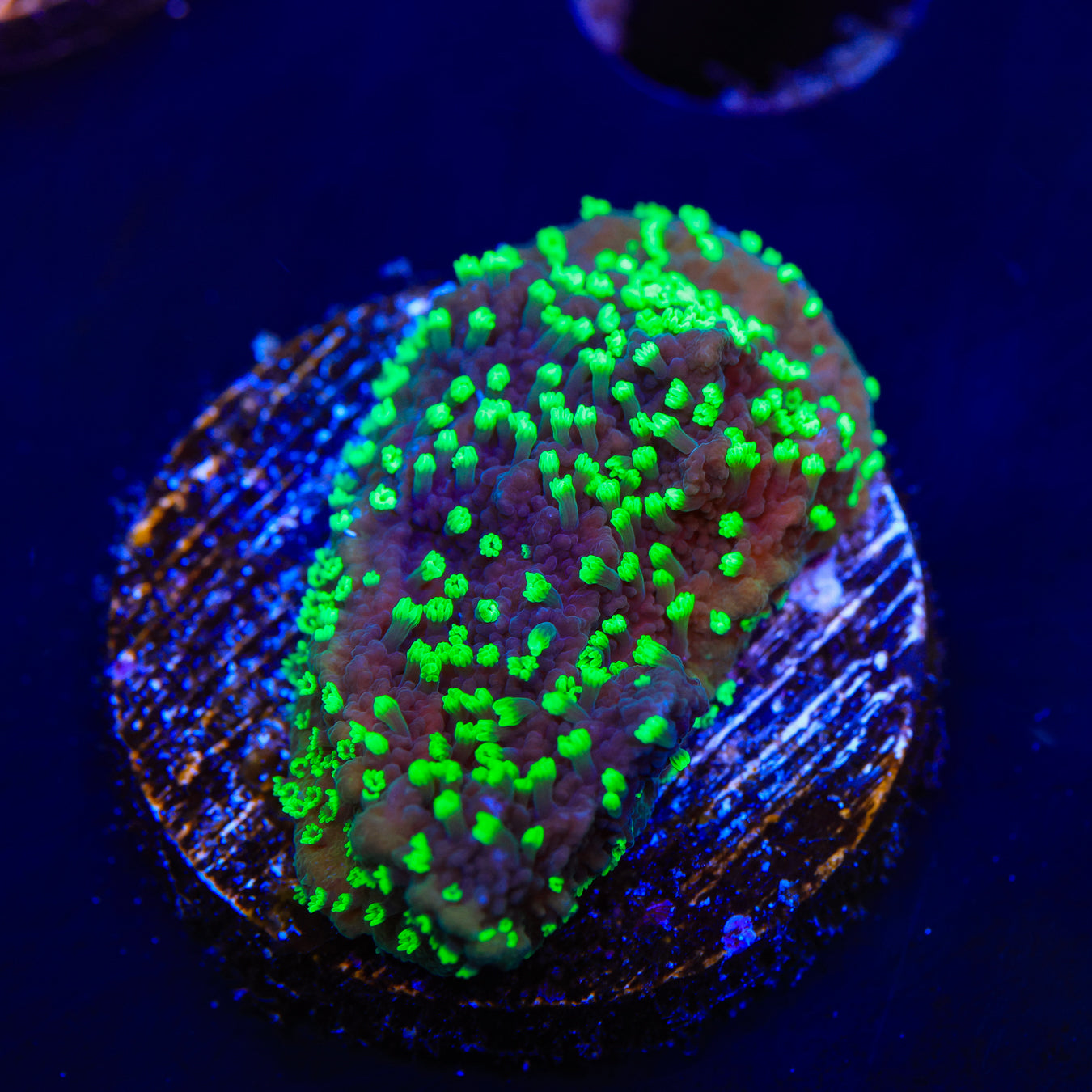 ORA Supernatural Montipora Cap Coral