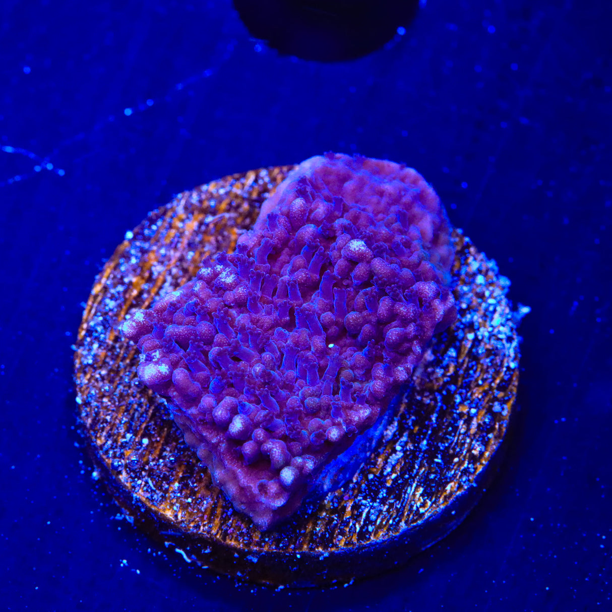 TSA Purple Montipora Cap Coral - Top Shelf Aquatics