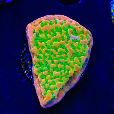 TSA Sugar High Montipora Coral