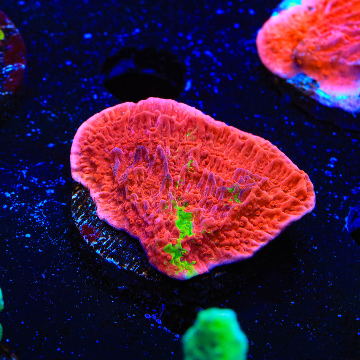 WWC Grafted Montipora Cap Coral - Top Shelf Aquatics