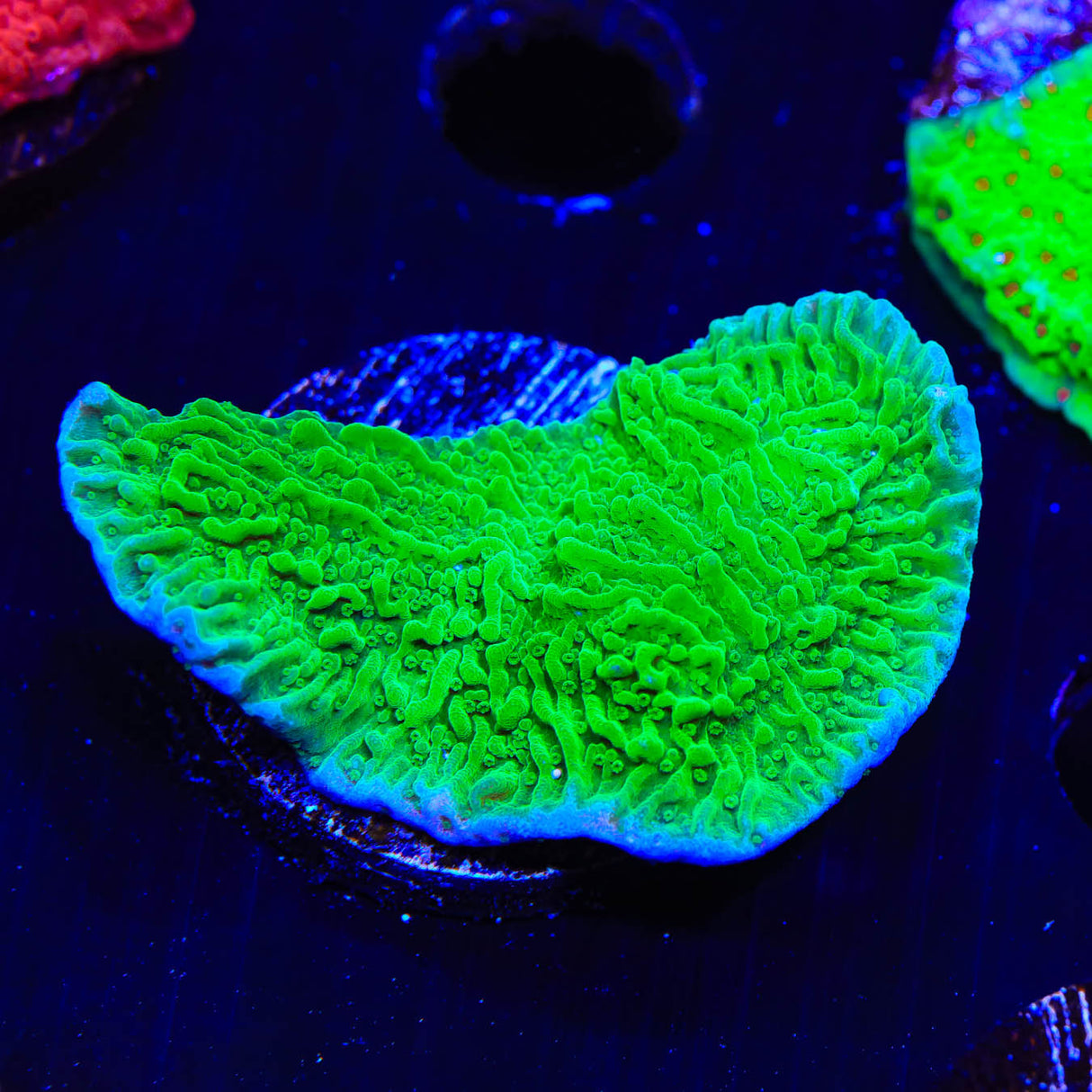 Green Montipora Cap Coral - Top Shelf Aquatics