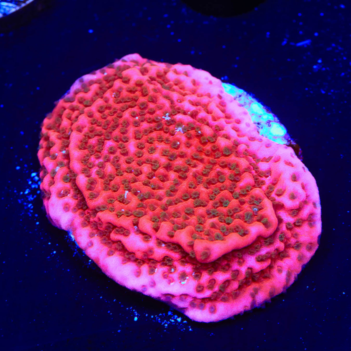 WWC Cherry Tree Montipora Coral
