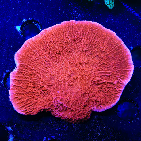 Red Montipora Cap Coral