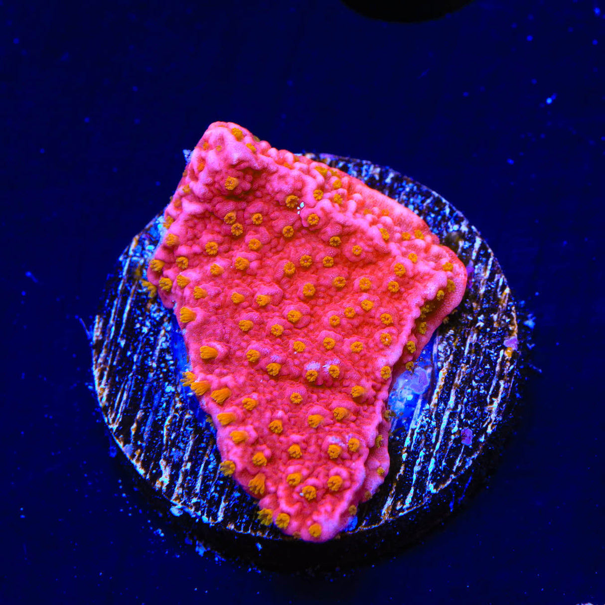 Reeftech Starburst Montipora Cap Coral