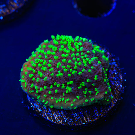 ORA Supernatural Montipora Cap Coral