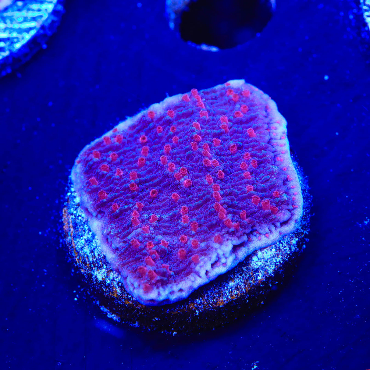 TSA Periwinkle Passion Montipora Cap Coral