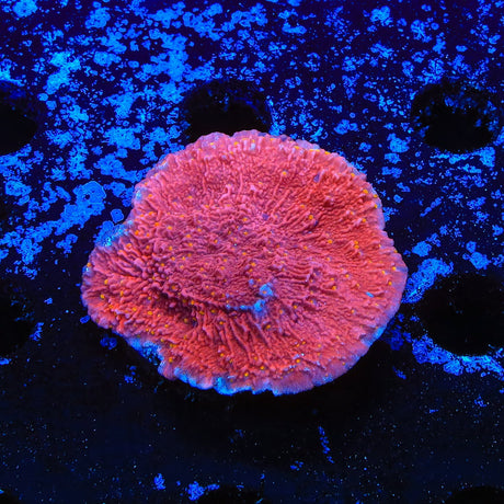 Reeftech Starburst Montipora Cap Coral