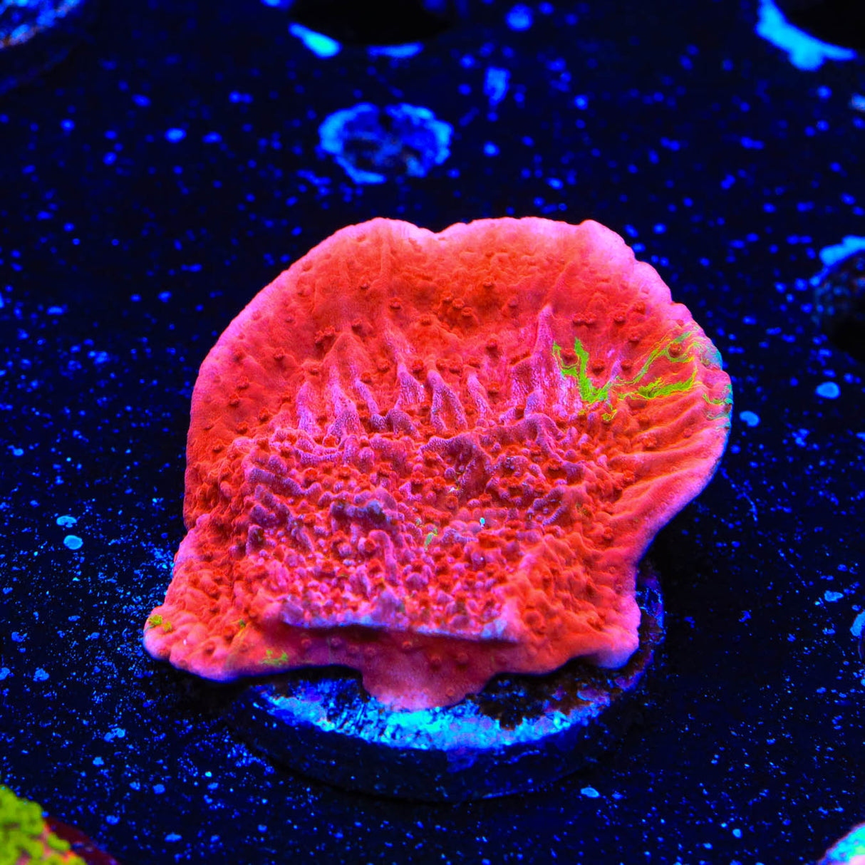 WWC Grafted Montipora Cap Coral - Top Shelf Aquatics