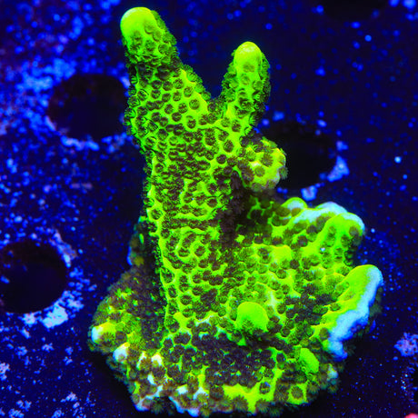 ORA Green Spongodes Montipora Coral