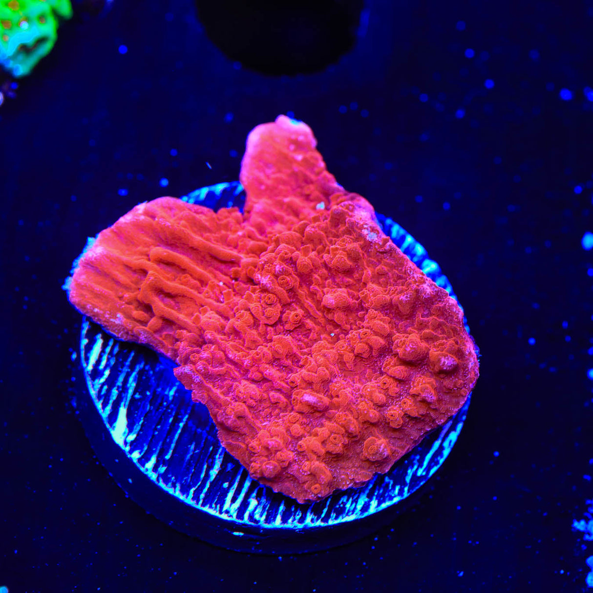 Red Montipora Cap Coral - Top Shelf Aquatics