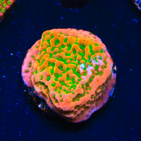 TSA Sugar High Montipora Coral