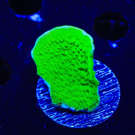 Tyree Toxic Green Aequituberculata Montipora Cap Coral