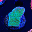 TSA Blueberry Fields Montipora Coral - Top Shelf Aquatics