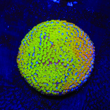 Rainbow Montipora Coral