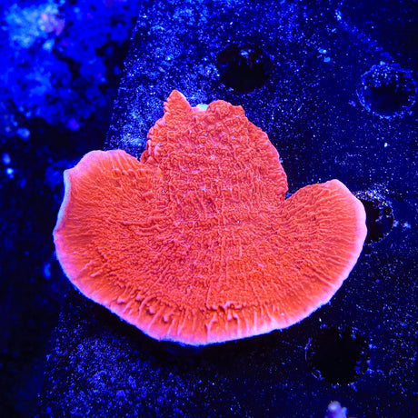 Red Montipora Cap Coral