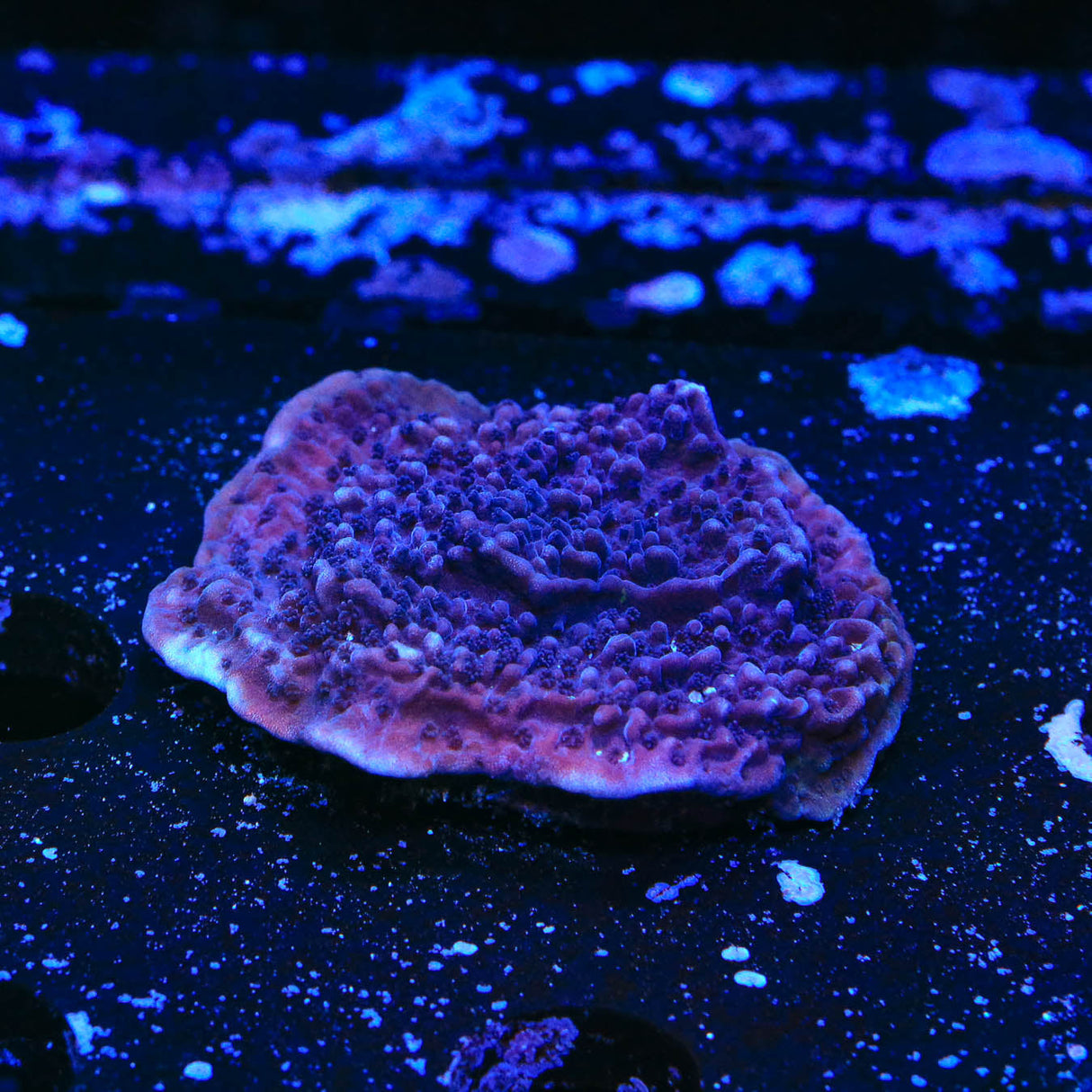 TSA Purple Montipora Cap Coral - Top Shelf Aquatics